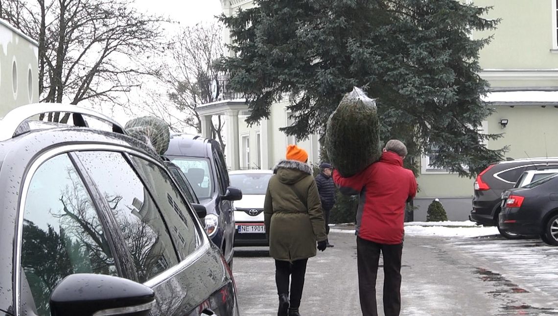 Choinki prosto z lasu. W Elblągu ruszyła sprzedaż [WIDEO]