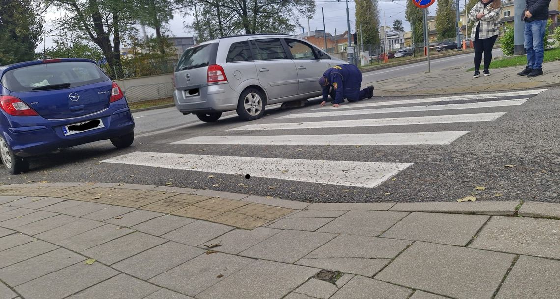 Czy to Twój pies? Trafił do schroniska po wypadku – szukamy właściciela! Czy to Twój pies? Trafił do schroniska po wypadku – szukamy właściciela!