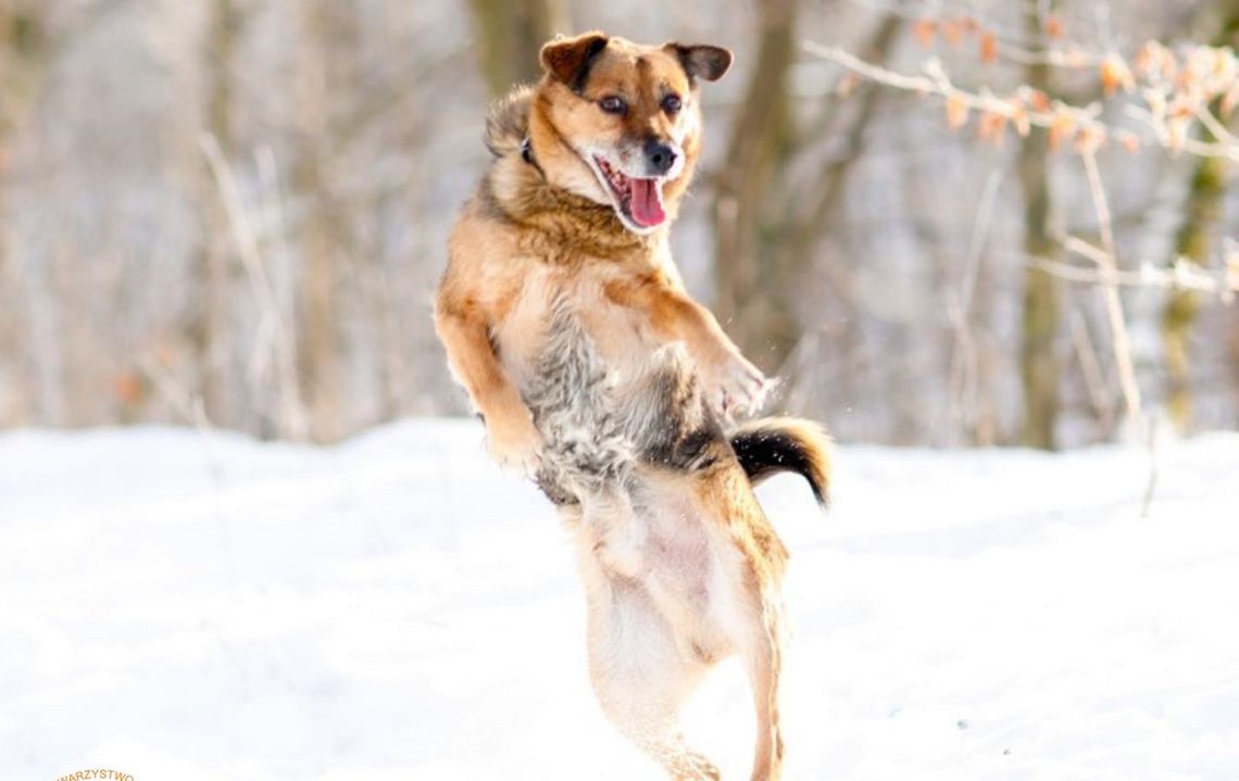 Dla Ciebie to tylko zima. Dla nich – walka o przetrwanie