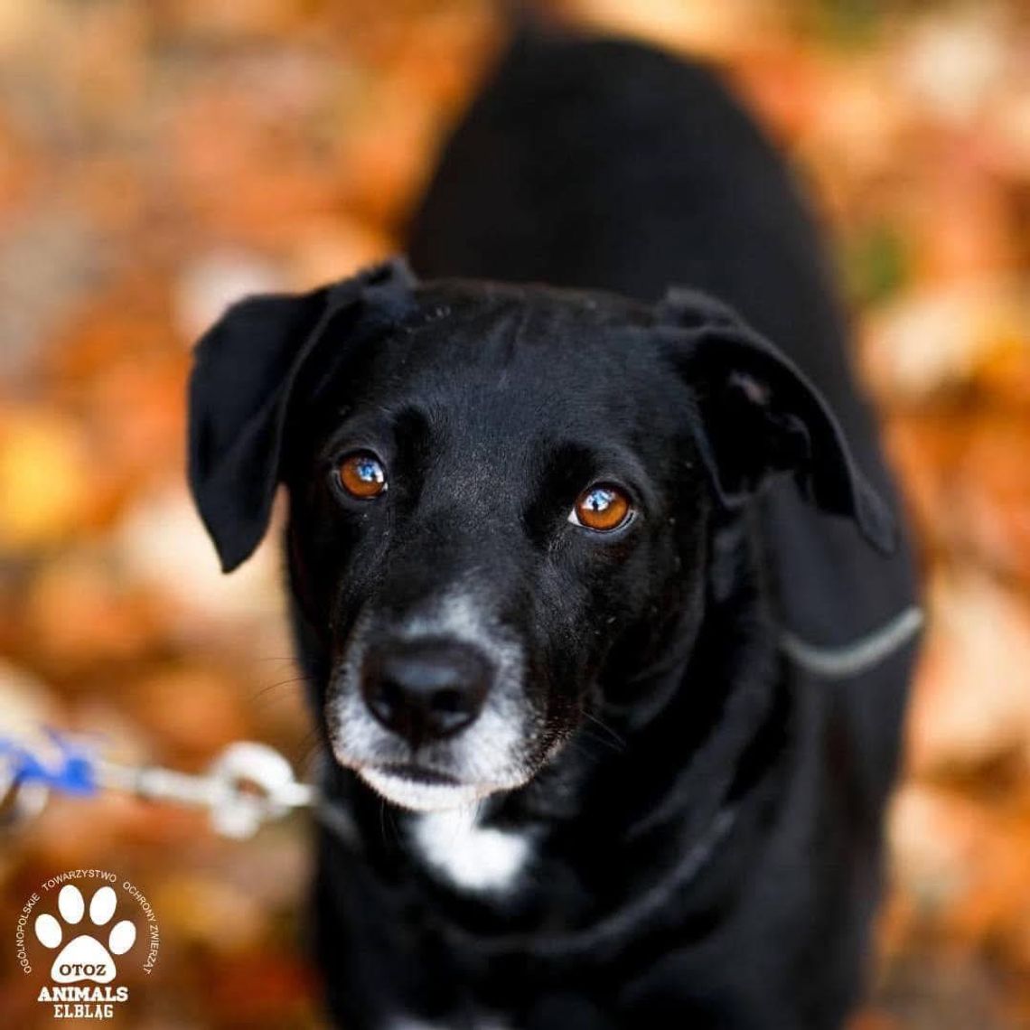 Dzień Psa – w tym roku pamiętajmy o tych, które czekają na dom Dzień Psa – w tym roku pamiętajmy o tych, które czekają na dom