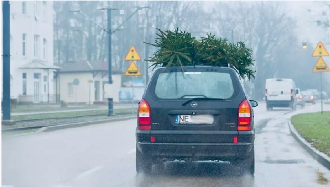 Jak przewieźć choinkę do domu i nie dostać mandatu? Jak przewieźć choinkę do domu i nie dostać mandatu?