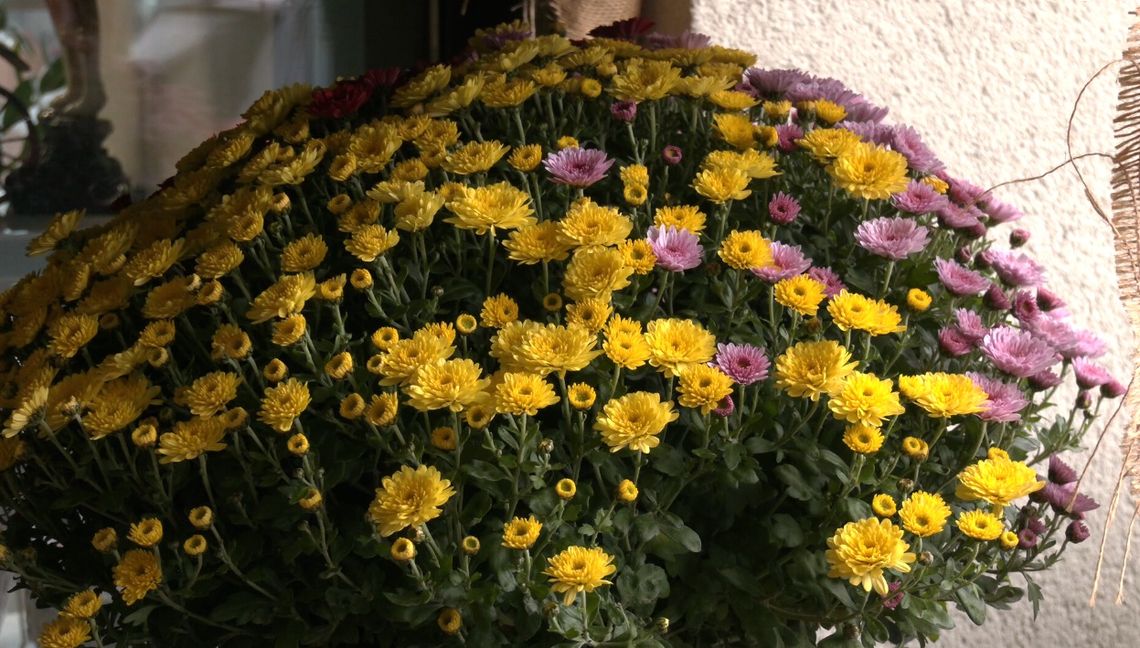 Jakie kwiaty na groby? Rozmawiamy z elbląską kwiaciarnią Jakie kwiaty na groby? Rozmawiamy z elbląską kwiaciarnią