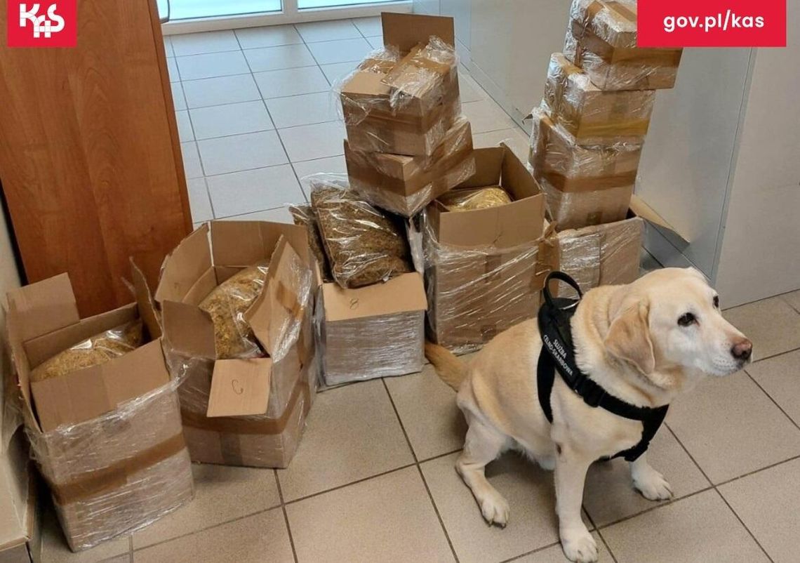 Kapsel pomógł w znalezieniu tytoniu w przesyłkach kurierskich