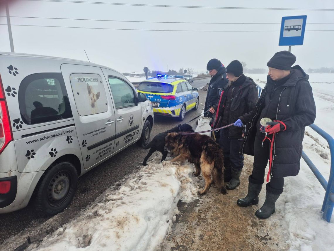 Kto mógł to zrobić? Dwa psy porzucone przy drodze pod Elblągiem Kto mógł to zrobić? Dwa psy porzucone przy drodze pod Elblągiem