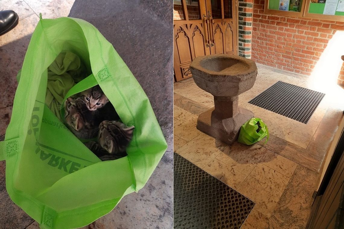 Ktoś podrzucił do elbląskiej katedry 4 kocięta Ktoś podrzucił do elbląskiej katedry 4 kocięta