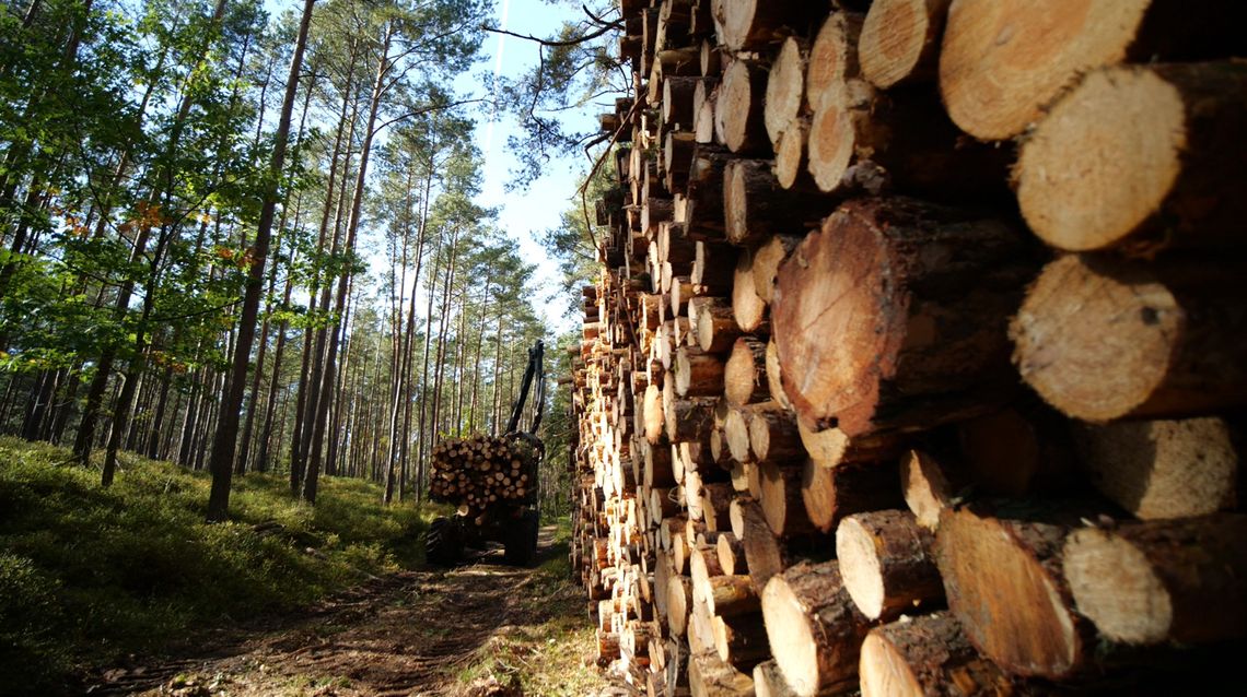 Kupujesz drewno z niesprawdzonego źródła? Być może wspierasz jego kradzież!
