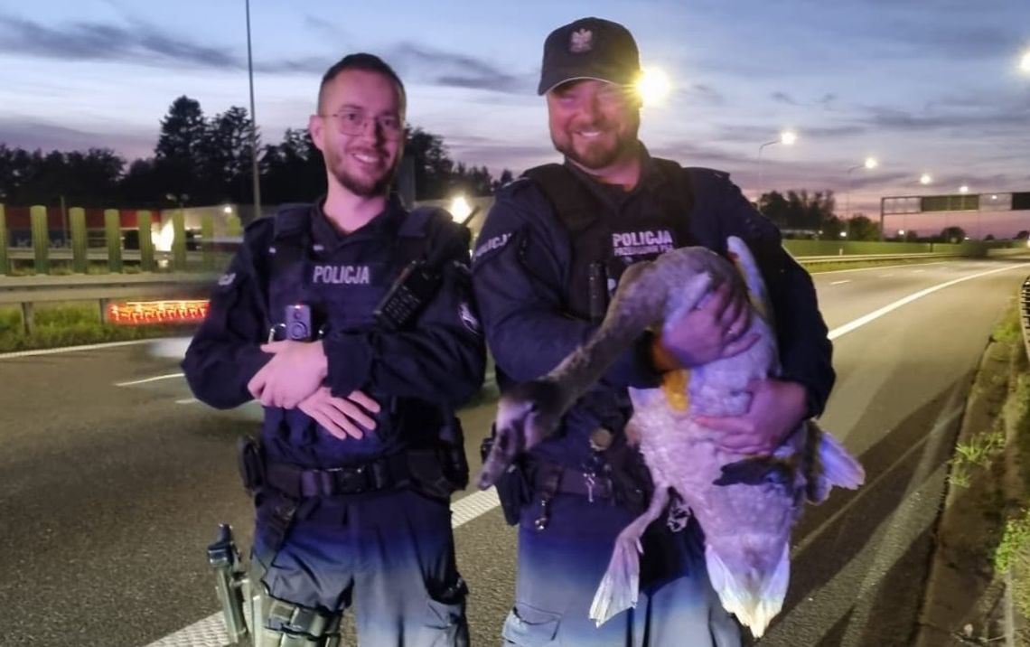 Łabędź w opałach na S7. Pomoc przyszła od policyjnych przewodników psów służbowych w Elblągu