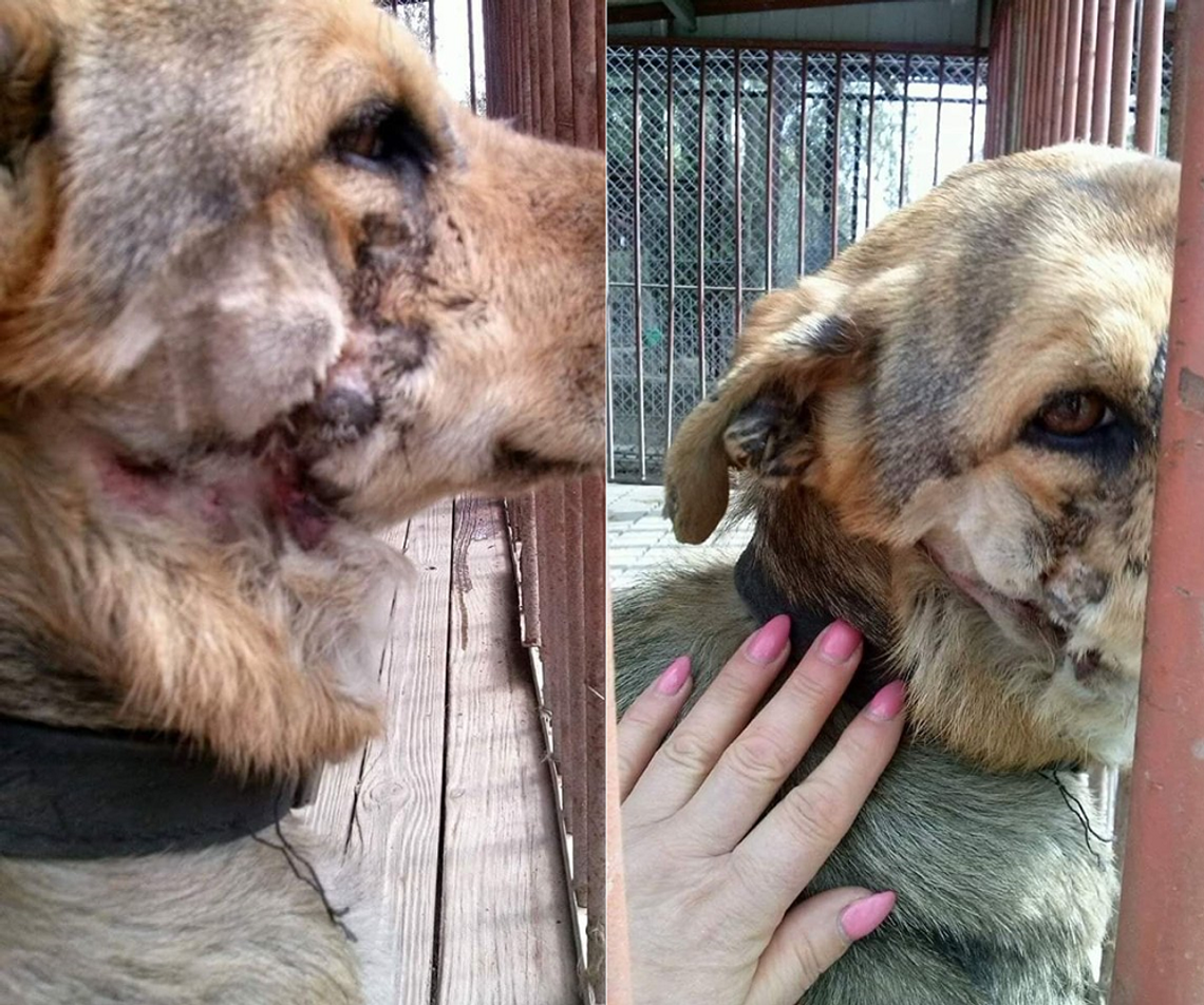 Miał kaganiec wrośnięty w pysk, a na szyi obrożę dla cieląt. Uratowali go pracownicy schroniska w Pasłeku Miał kaganiec wrośnięty w pysk, a na szyi obrożę dla cieląt. Uratowali go pracownicy schroniska w Pasłeku