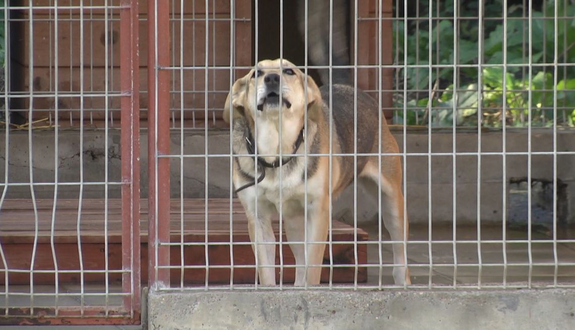 Modernizacja psiarni w elbląskim schronisku Modernizacja psiarni w elbląskim schronisku