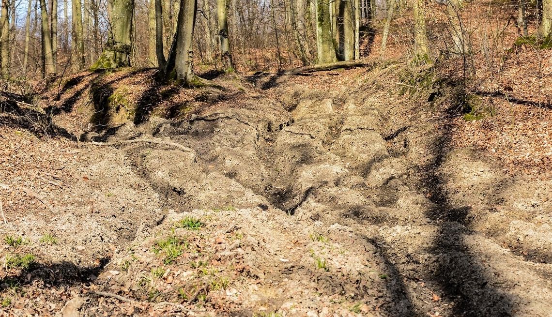 Motocykliści wpadli w lesie Motocykliści wpadli w lesie