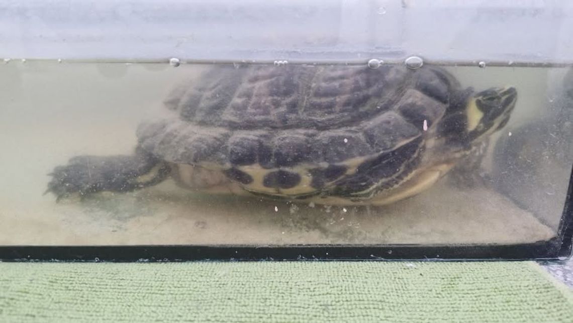 Myśleli, że to żart. W mieszkaniu czekał żółw