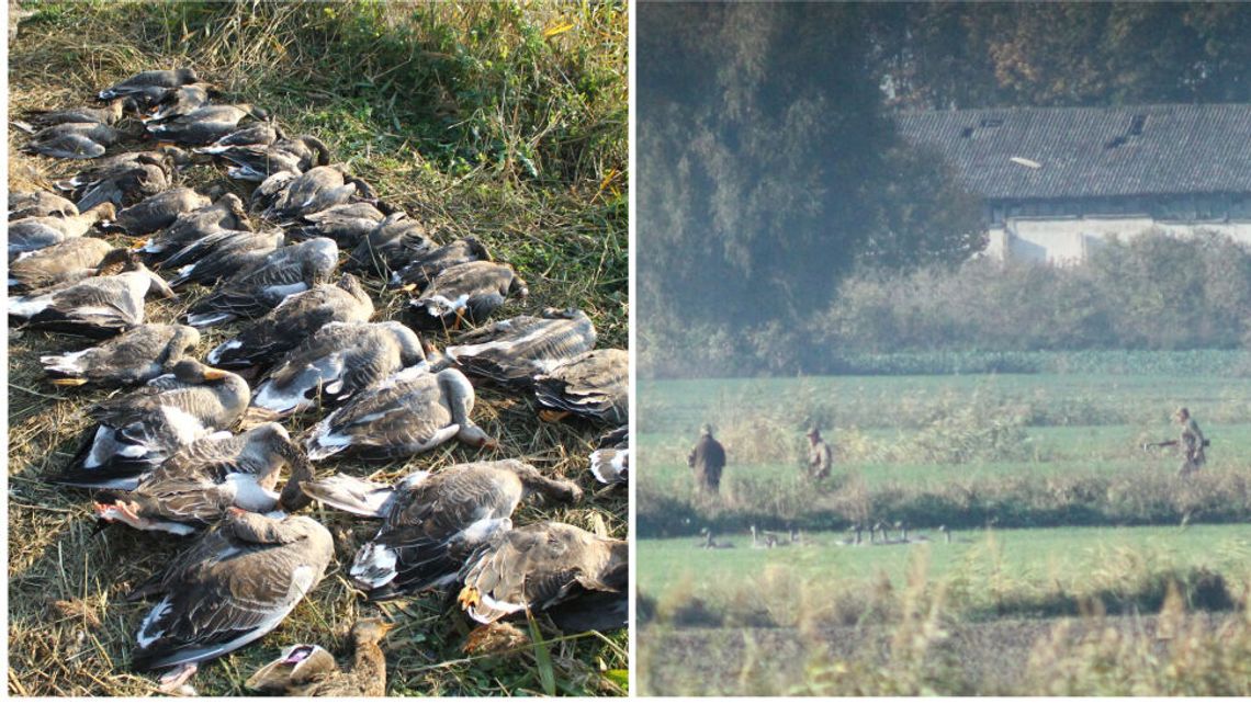 Myśliwi nie odpowiedzą za odstrzał ptaków nad Zalewem Wiślanym