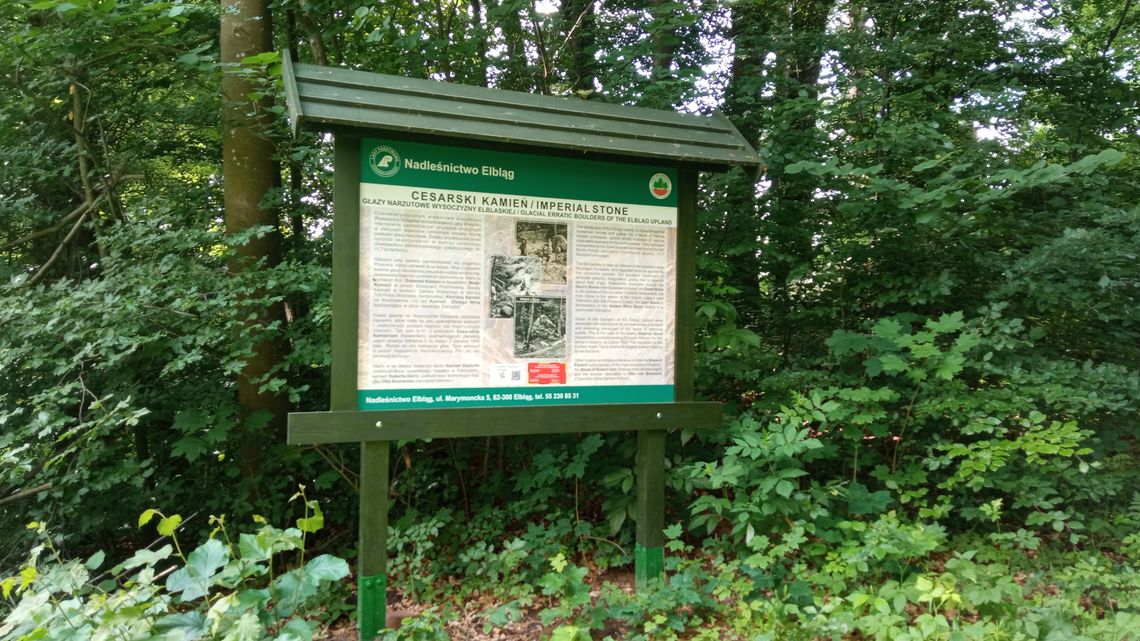 Odkryj tajemnice lokalnych lasów Odkryj tajemnice lokalnych lasów