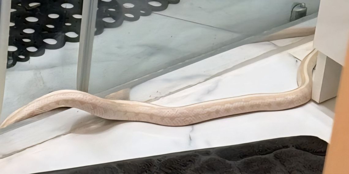 Otworzył drzwi do łazienki i zamarł. Metrowy wąż zniknął w odpływie w bloku w Elblągu!