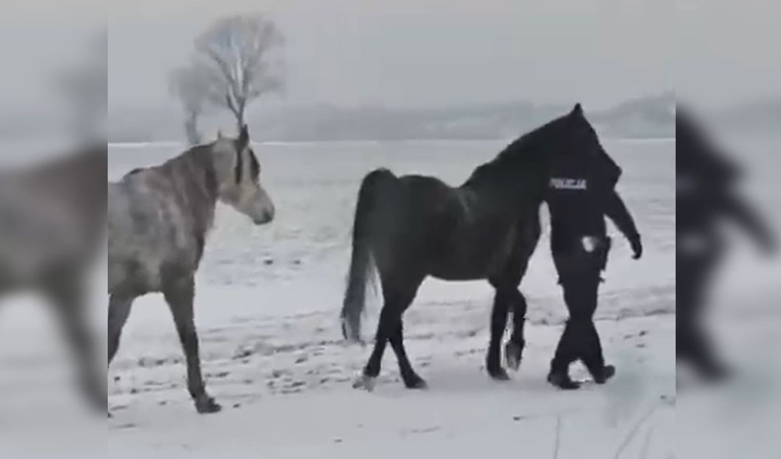 Policjanci zamiast piratów drogowych… gonili konie! [WIDEO]