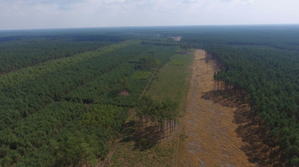 Policzyć las Policzyć las