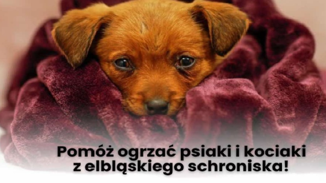 Pomóż ogrzać psy i koty z elbląskiego schroniska. Trwa zbiórka na opał [WIDEO]