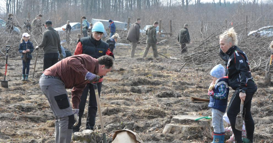 Posadziliśmy wspólnie 1800 dębów Posadziliśmy wspólnie 1800 dębów