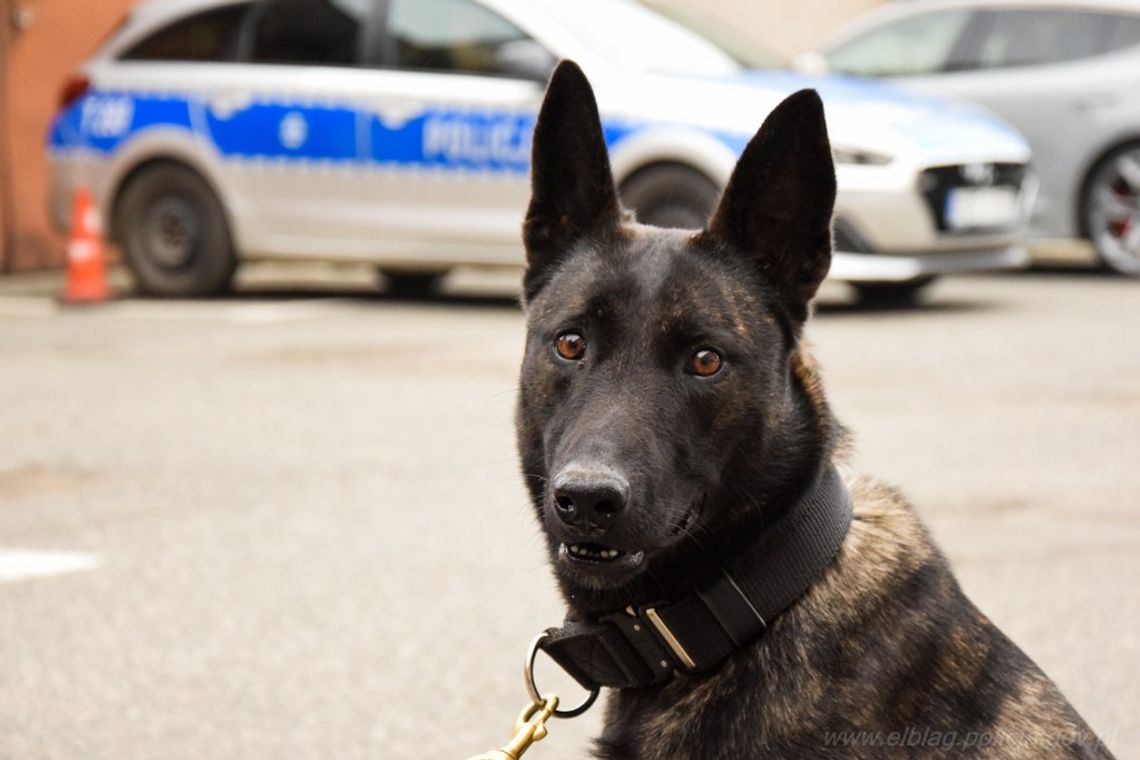 Potrafią znaleźć narkotyki, materiały wybuchowe i zatrzymać przestępcę