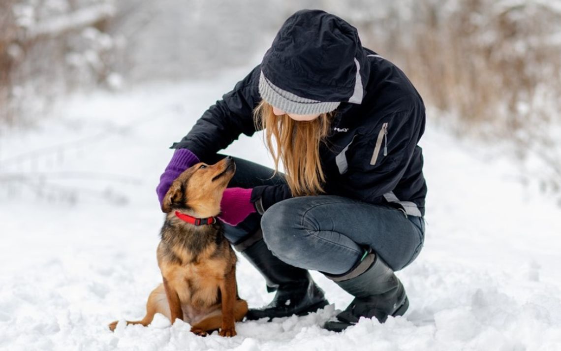 Psy i koty z elbląskiego schroniska potrzebują ciepła Psy i koty z elbląskiego schroniska potrzebują ciepła