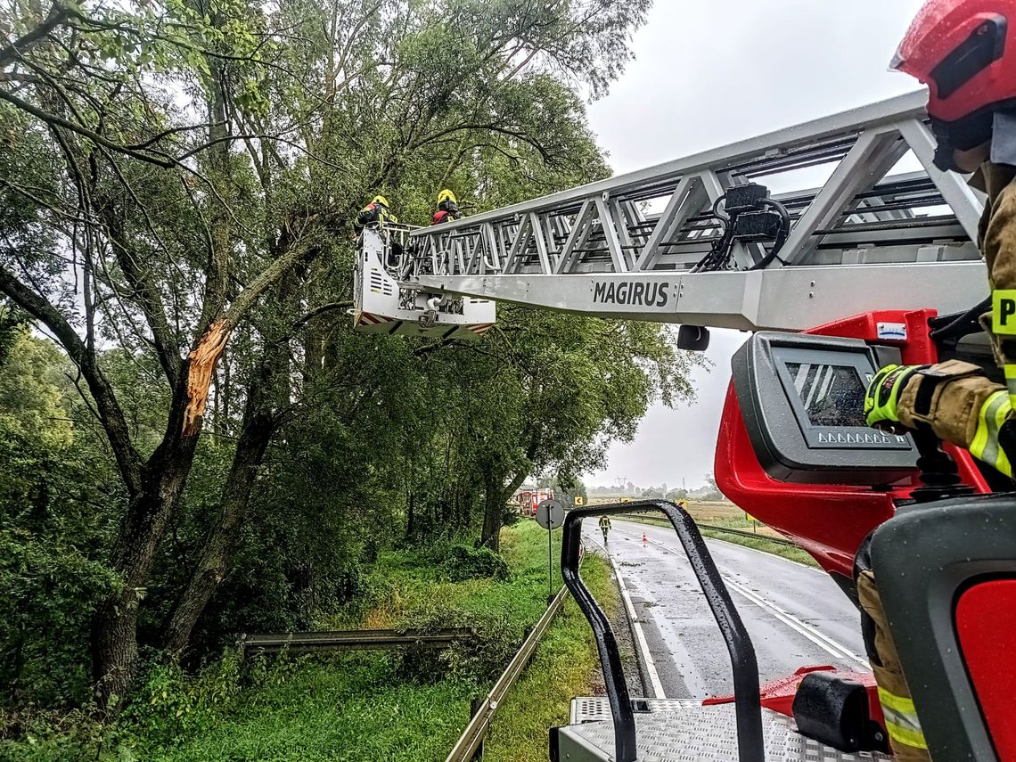 Silny wiatr w Elblągu. Strażacy interweniowali prawie 30 razy [FOTO]