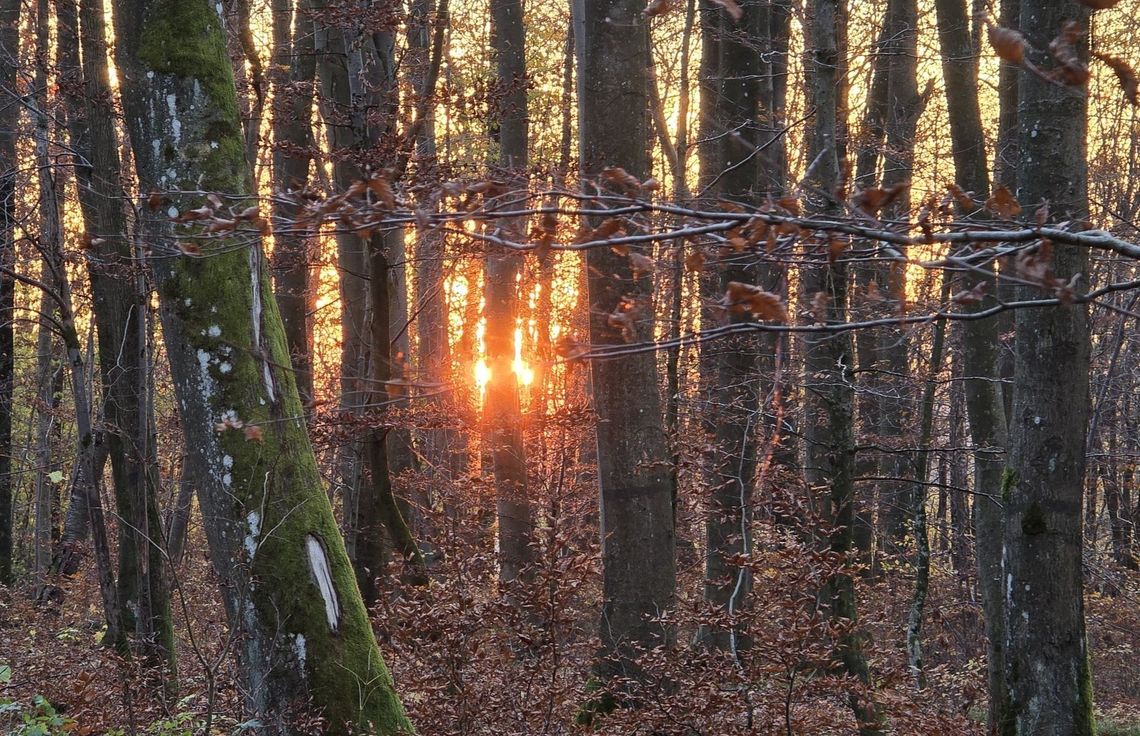 Spacer po Bażantarni zakończył się interwencją służb. Policjanci odnaleźli małżeństwo Spacer po Bażantarni zakończył się interwencją służb. Policjanci odnaleźli małżeństwo