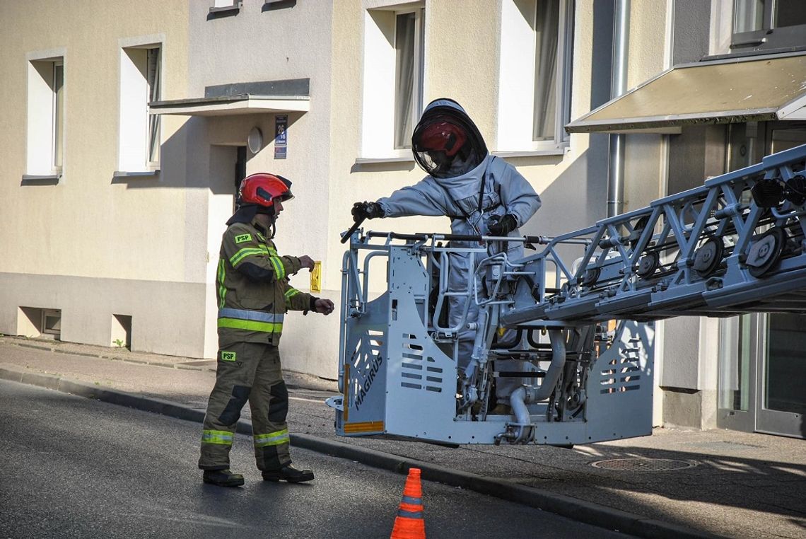 Szerszenie na Słonecznej. Kiedy dzwonić po straż pożarną?