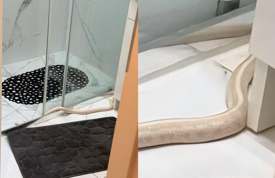 Szok w łazience! Otworzył drzwi i zobaczył metrowego węża