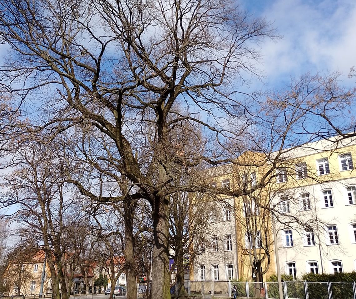 U zbiegu ulic Browarnej i Robotniczej powstanie park kieszonkowy