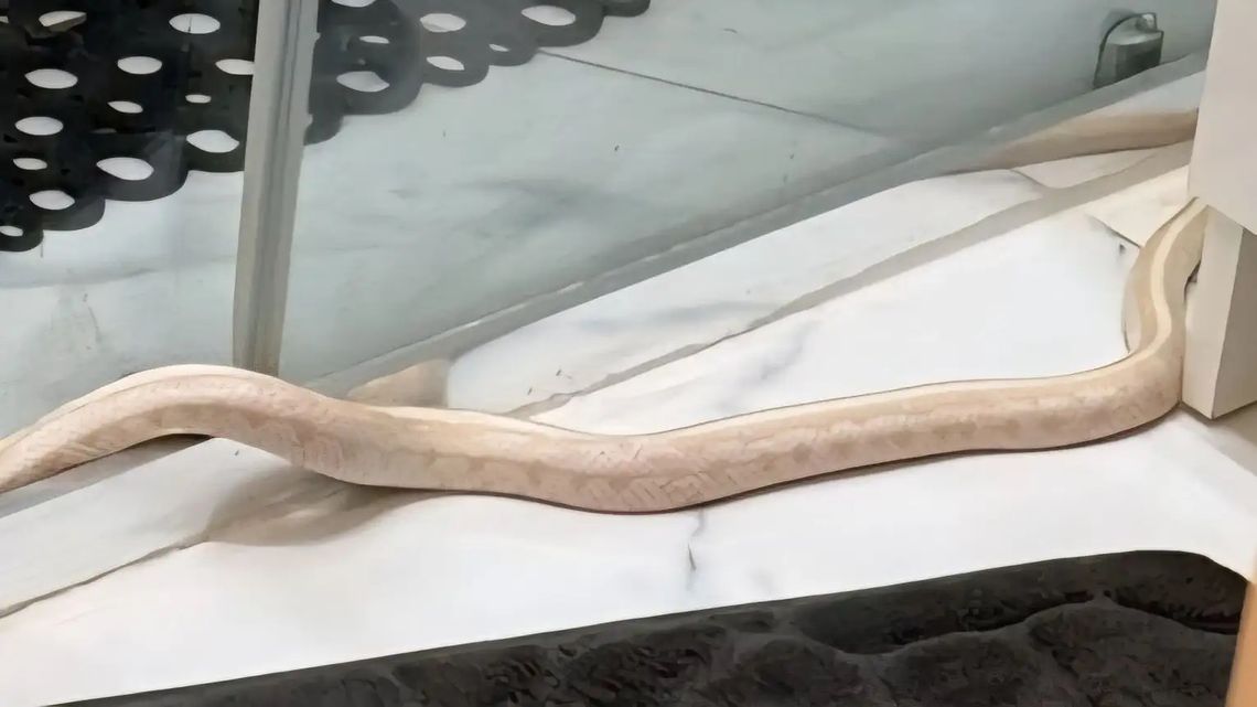 Wąż z Płk. Dąbka odnaleziony