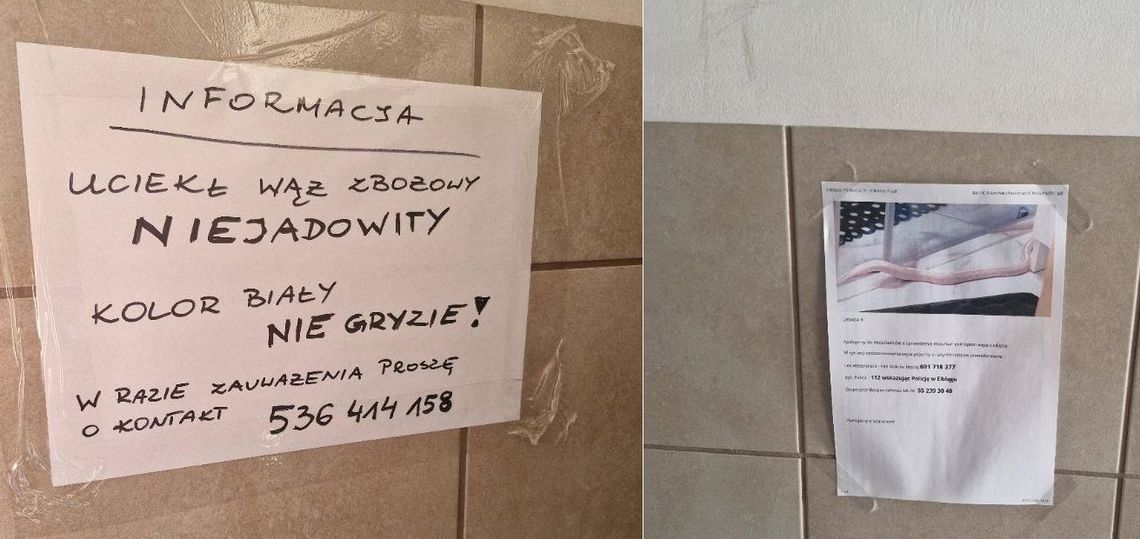 Widziałeś węża? Zadzwoń! W bloku na Płk. Dąbka pojawiła się ulotka