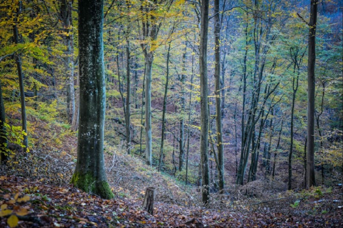 Zakaz wstępu do lasu Zakaz wstępu do lasu