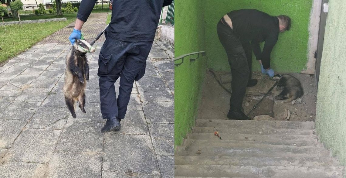 Zamiast malucha – borsuk. Nietypowa akcja w Elblągu Zamiast malucha – borsuk. Nietypowa akcja w Elblągu