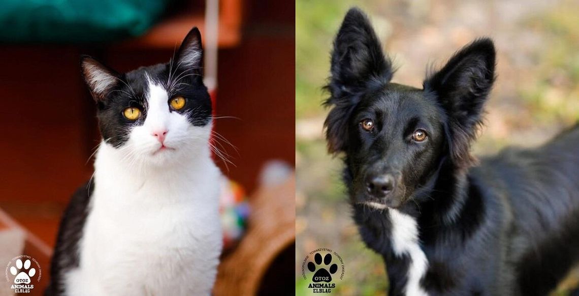 Zamień stary sprzęt na ciepło i jedzenie dla zwierzaków z Elbląga Zamień stary sprzęt na ciepło i jedzenie dla zwierzaków z Elbląga