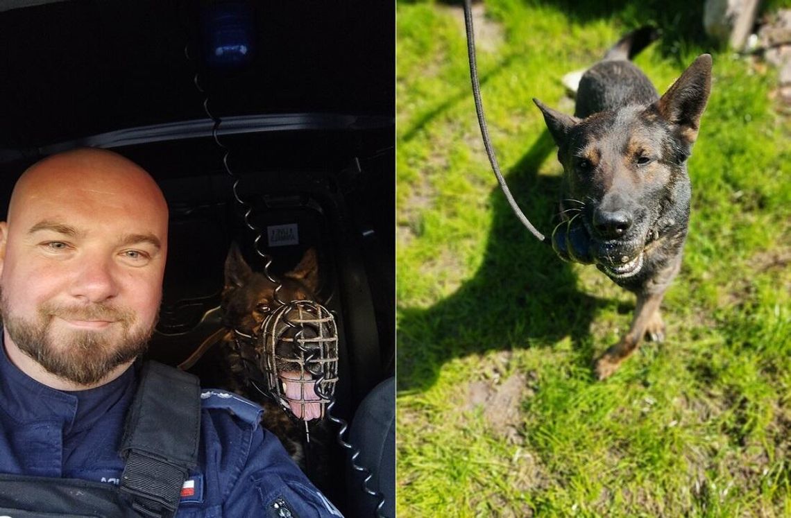 Zatrzymany w Elblągu przez policjanta z psem służbowym