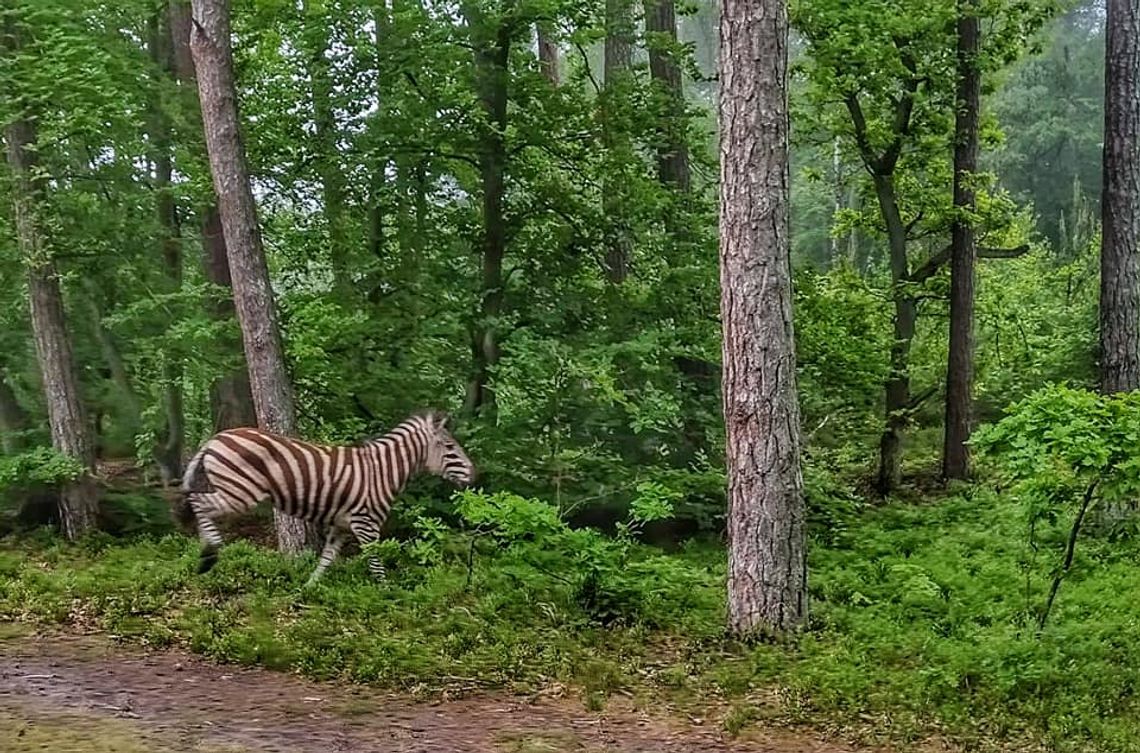 Zebra w lesie Nadleśnictwa Elbląg