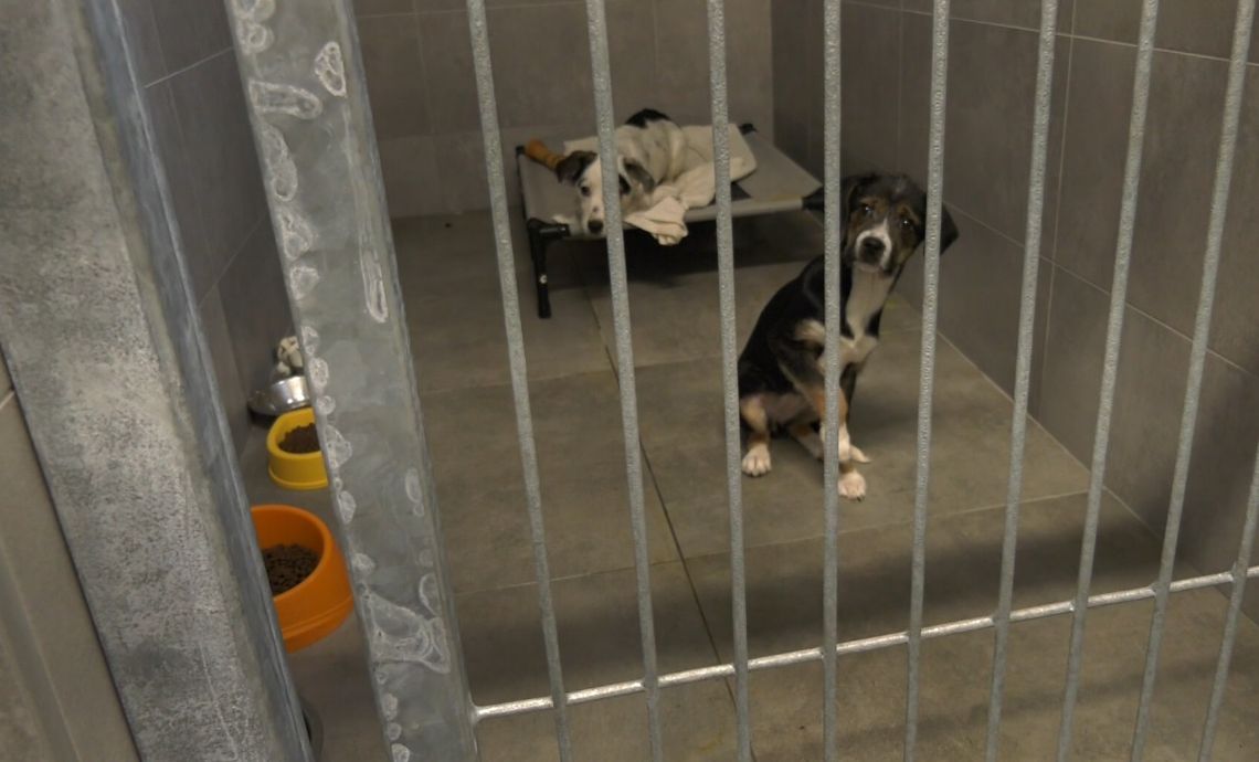 Zmodernizowano budynek psiarni w elbląskim schronisku Zmodernizowano budynek psiarni w elbląskim schronisku