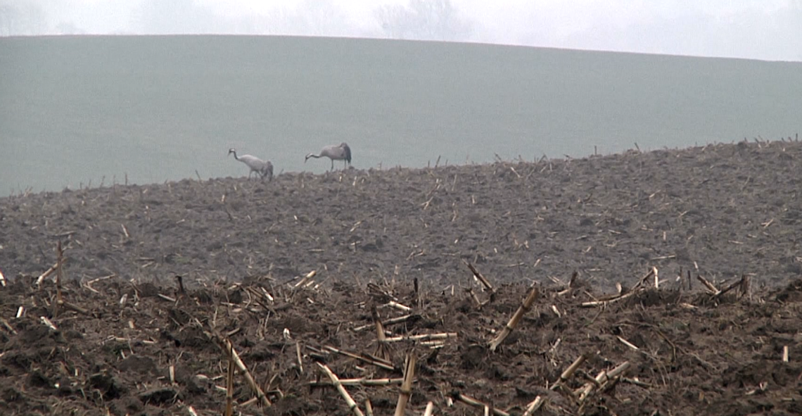 Żurawie pod Milejewem [WIDEO]
