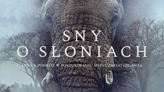 "Sny o słoniach" w Kinie Światowid