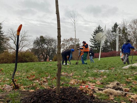 Park Traugutta wzbogacony o nowe drzewa